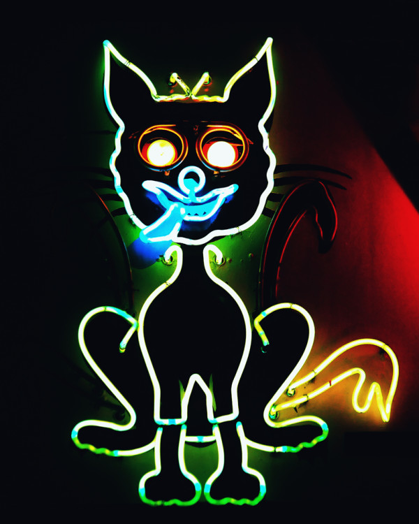 Neon Black Cat