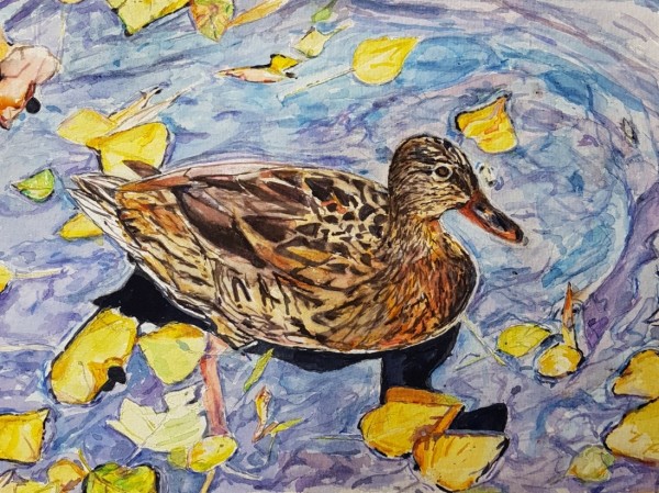 Autumn duck by Christine Davis