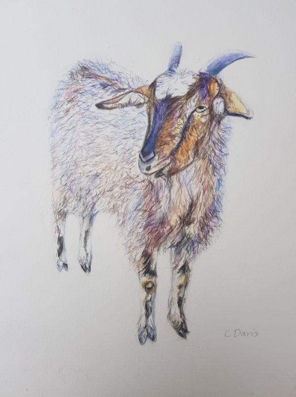 Goat by Christine Davis