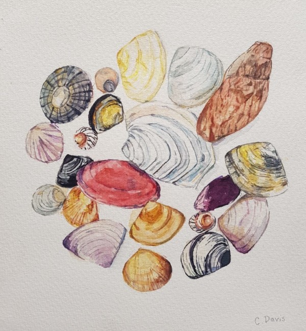Circle of Shells by Christine Davis