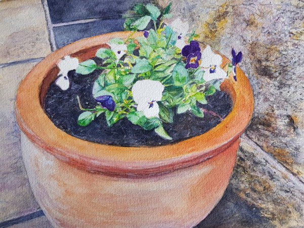 Pansies in a terracotta pot by Christine Davis