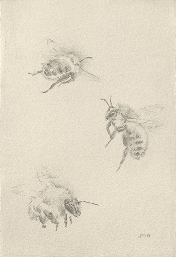 Study of Three Bumble Bees