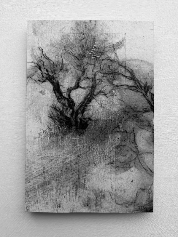 Alder fragments VIII by Tansy Lee Moir, Image 1.