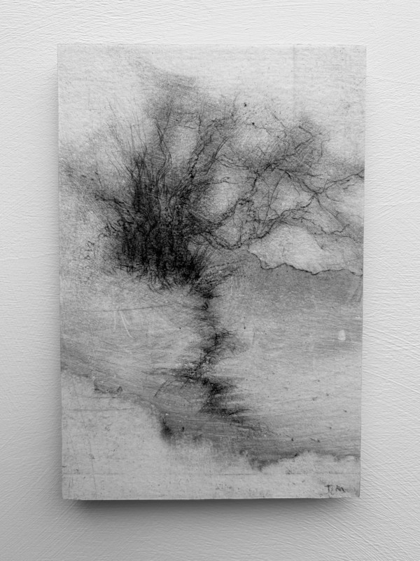 Alder fragments VI by Tansy Lee Moir, Image 1.