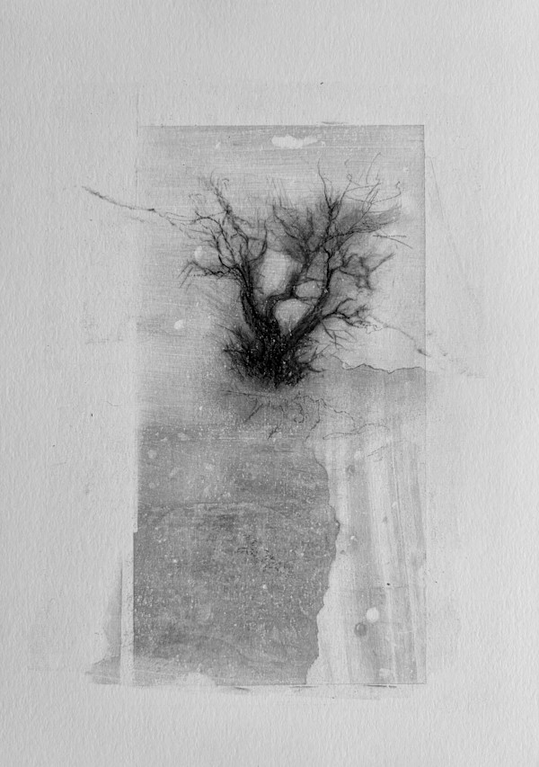 Alder pastures 13 by Tansy Lee Moir, Image 1.