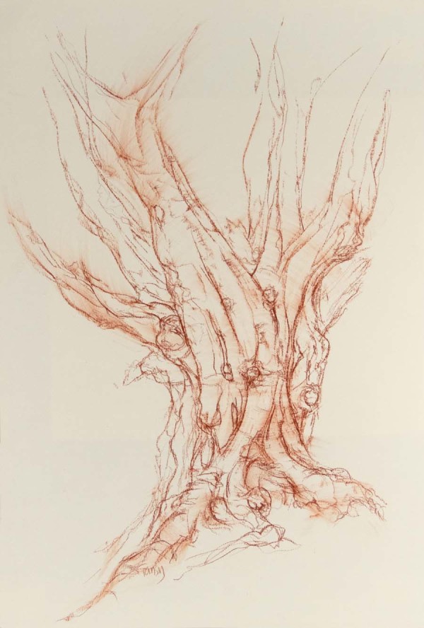 Beecraigs pollarded beech north by Tansy Lee Moir