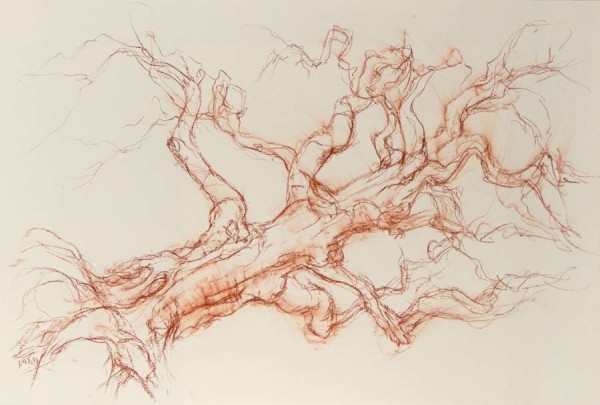 Beecraigs tilted beech north by Tansy Lee Moir