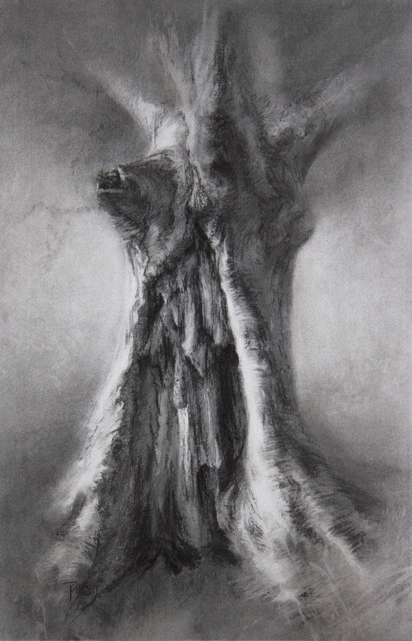 Calder hollow-hearted beech by Tansy Lee Moir