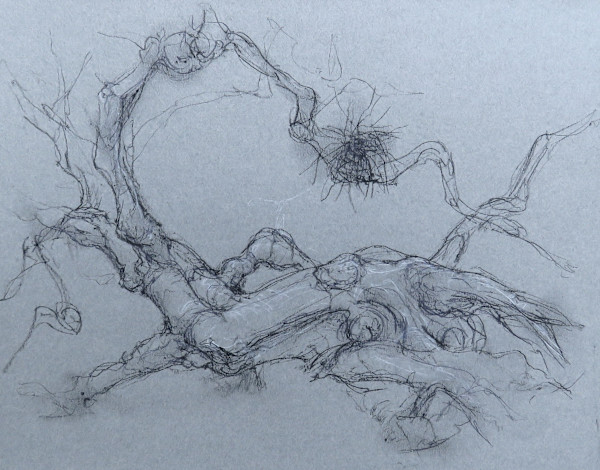 Drum phoenix birch 1, Image 1.