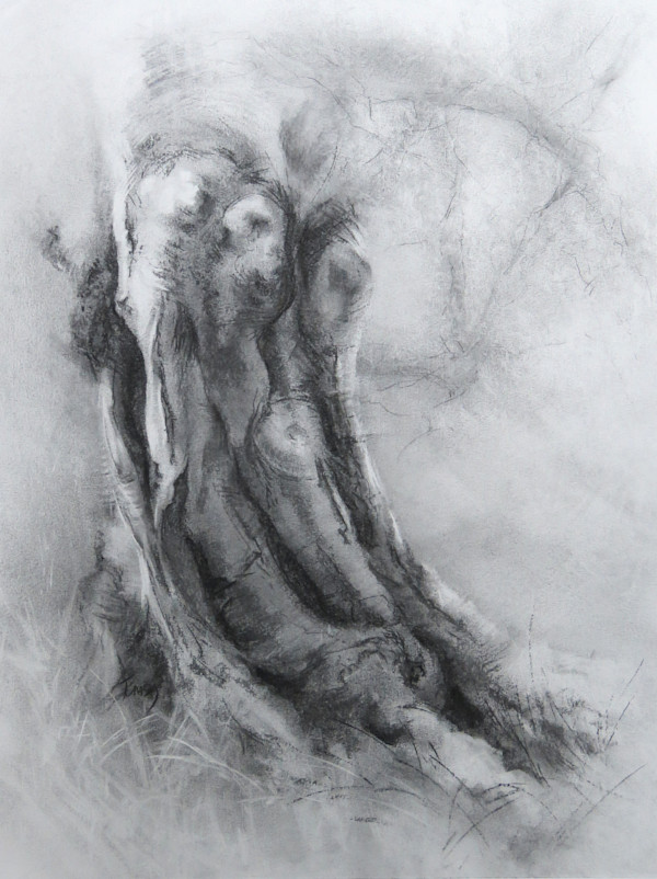 Harestanes rooted beech 2