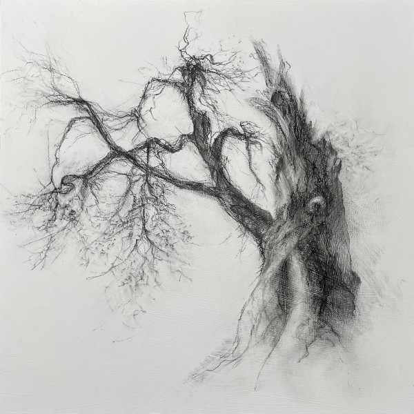 Oracle by Tansy Lee Moir