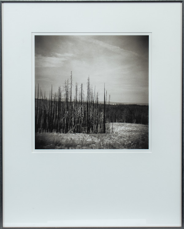 Forest Fire Study #1, Yellowstone National Park by Andrew Bale