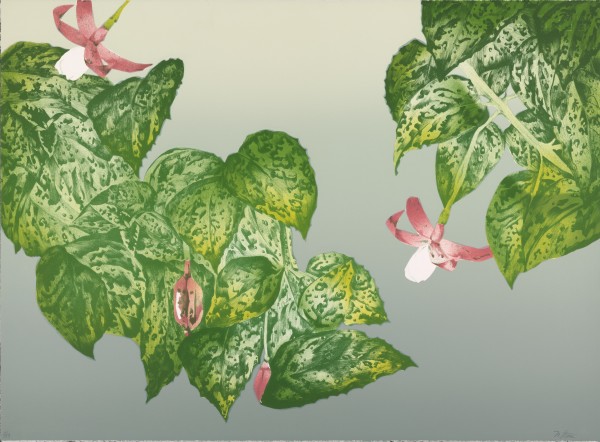 Fuchsia by Nancy Steen