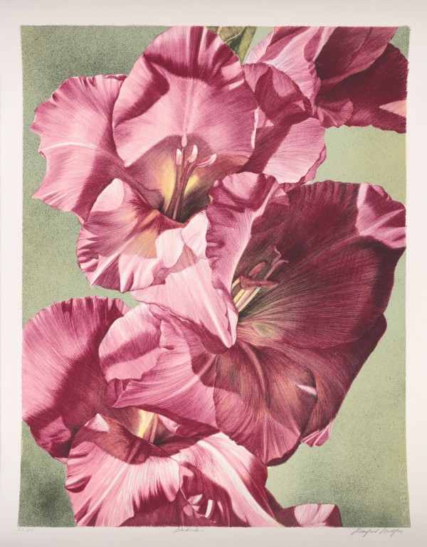 Gladiolus by Winifred Godfrey