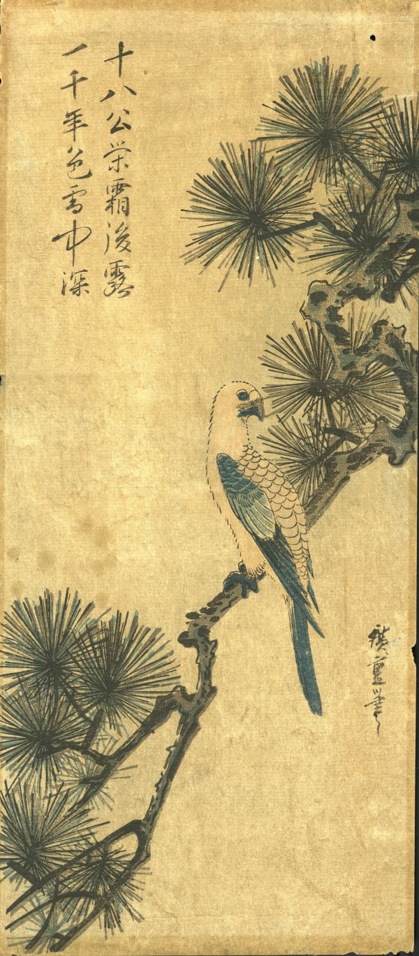 Parrot on a Pine Tree Branch by Utagawa Hiroshige (歌川広重)
