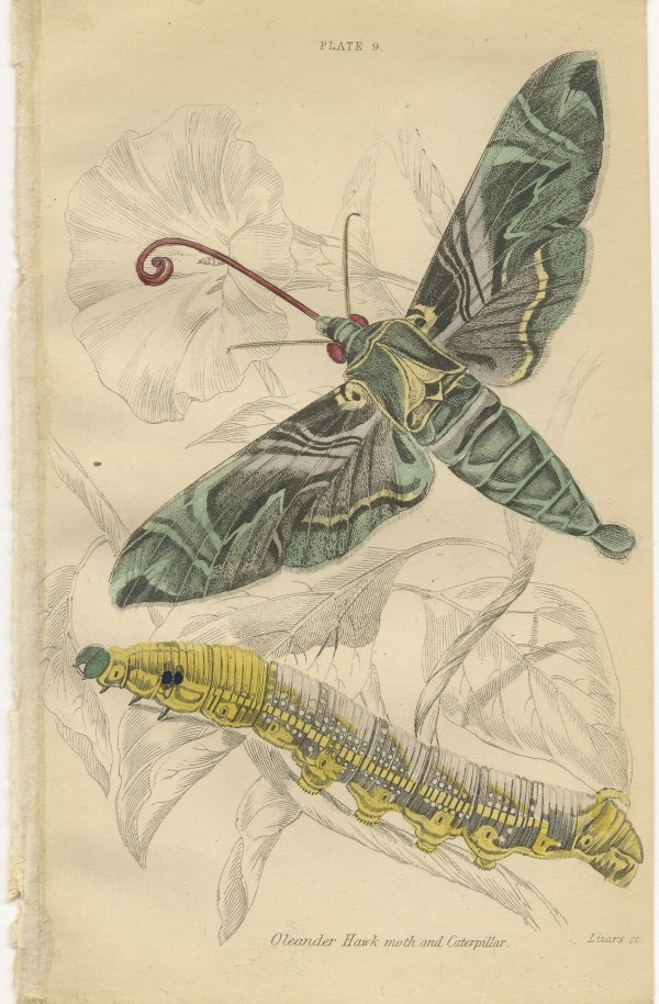 Oleander, Hawk Moth, and Caterpillar (Plate 9) by Unknown