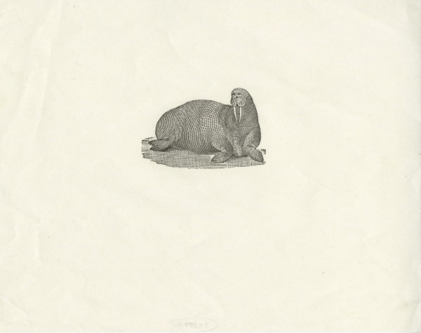 Walrus by Tanaka Ryohei