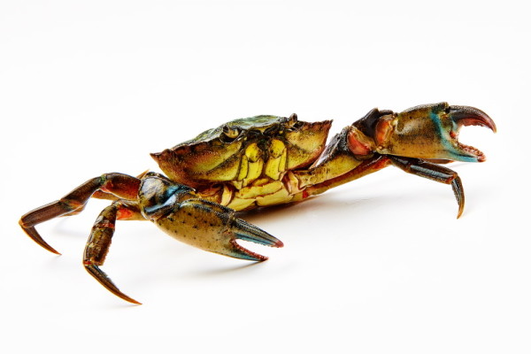 Crab Says "Hi!" by Matt McKee