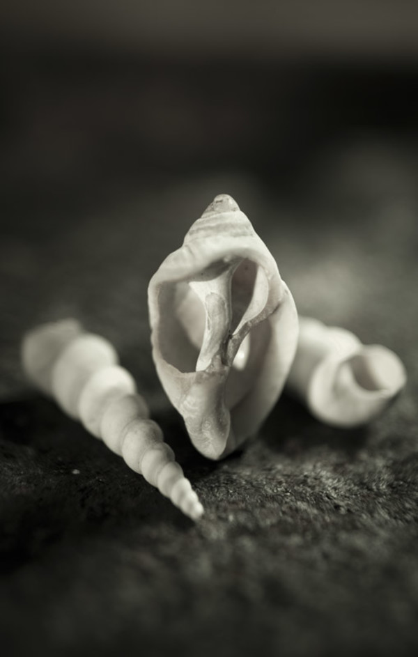Three Shells by Matt McKee