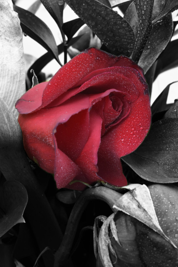 One In a Rose by Alicia Majalca