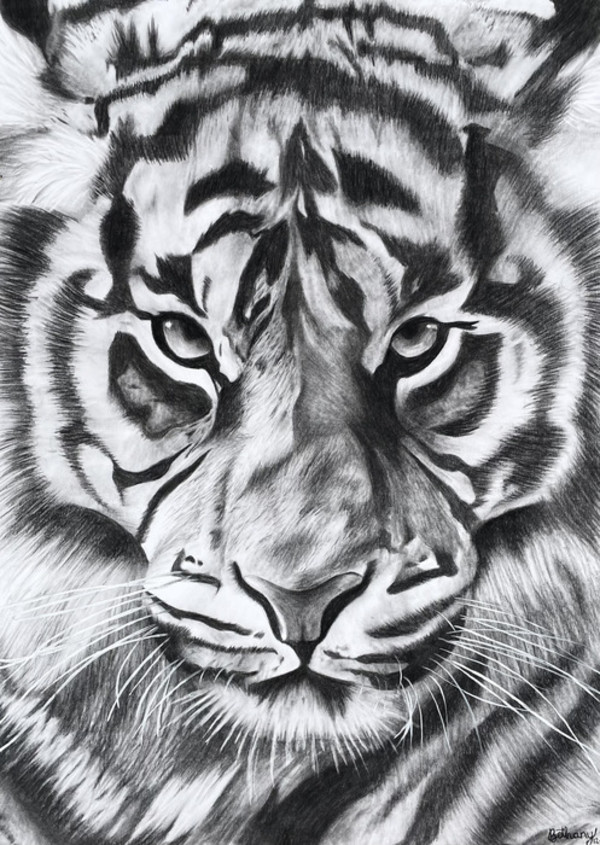 Tiger by Bethany Weech