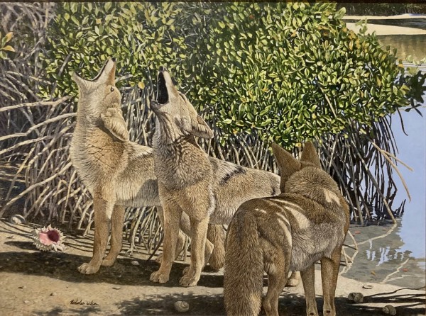 Haunting the Mangroves (Coyotes) by Nicholas Wilson
