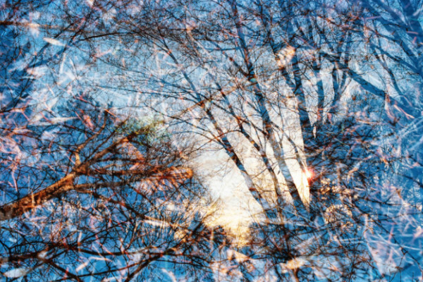 Sunlight Trees - SOLD by Jodi Reeb