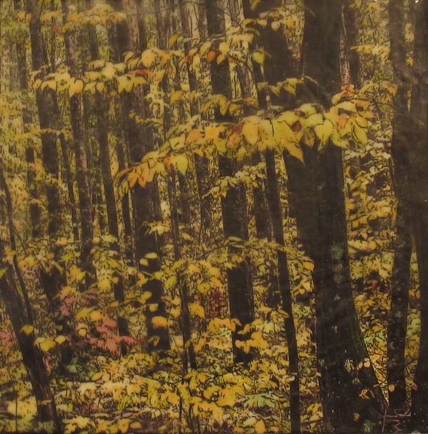 Deep Woods 2023 by Carla Benjamin