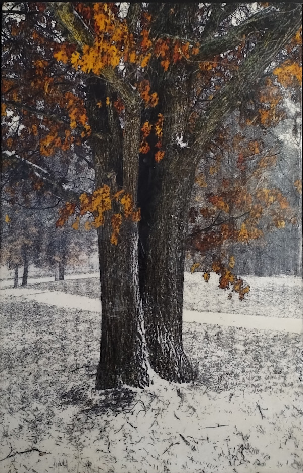 December Oak by Carla Benjamin