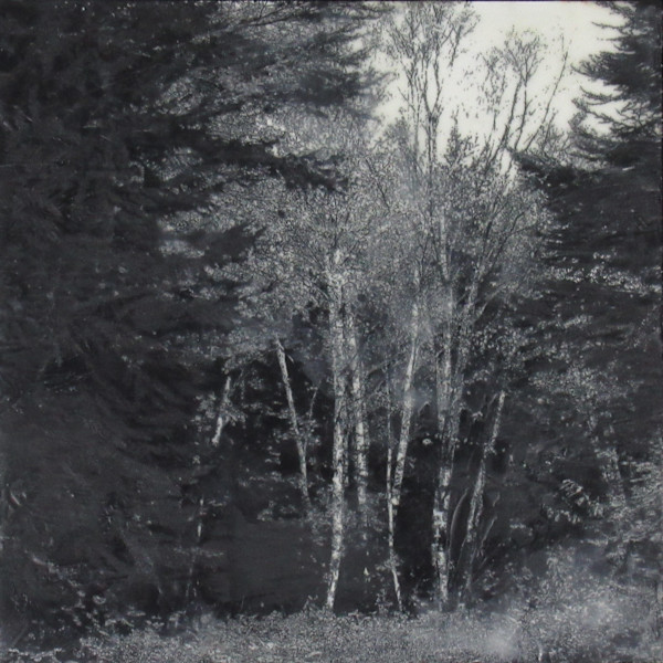 Black and White Series - Secret Grove by Carla Benjamin