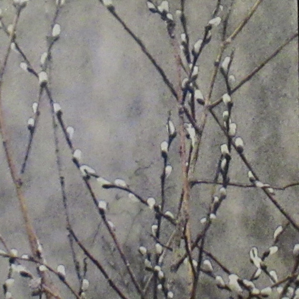 Spring Willows by Carla Benjamin