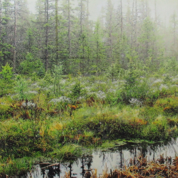Jevne Township Bog by Carla Benjamin, Image 1.