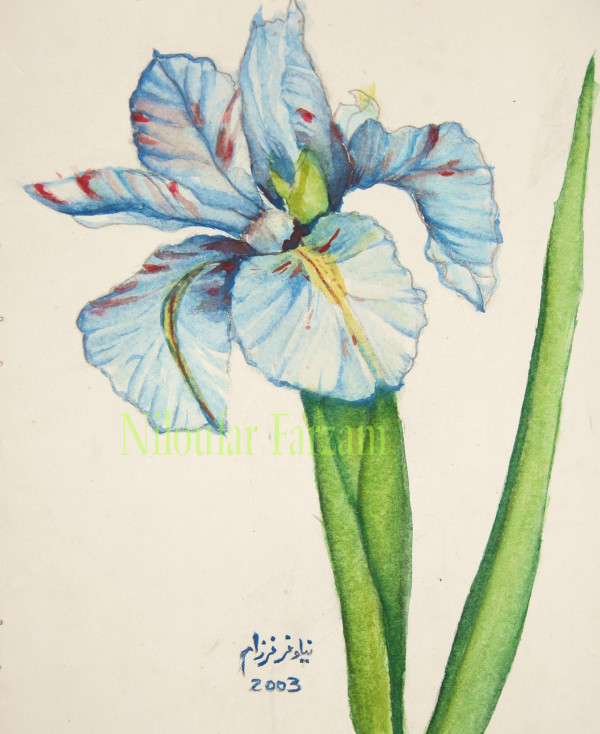 Iris by Nilou Farzam