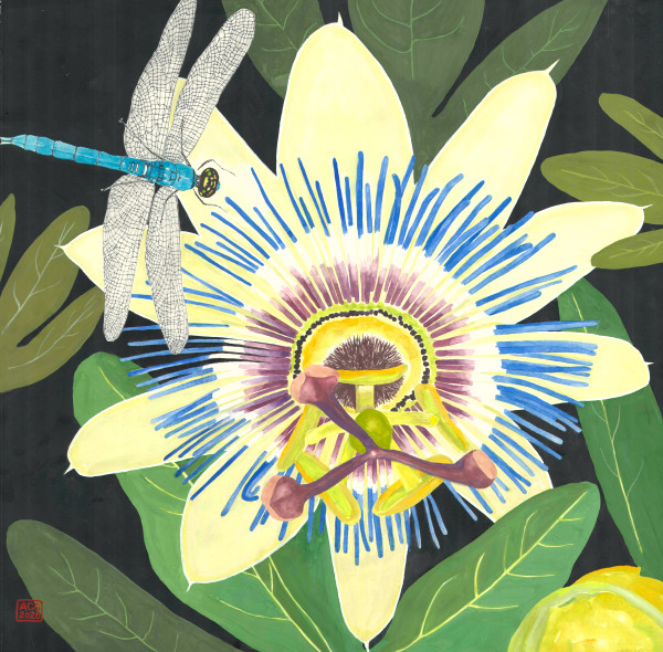 Passion Vine Flower and Dragonfly