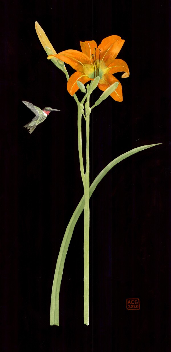 Daylily and Red-throated Hummingbird