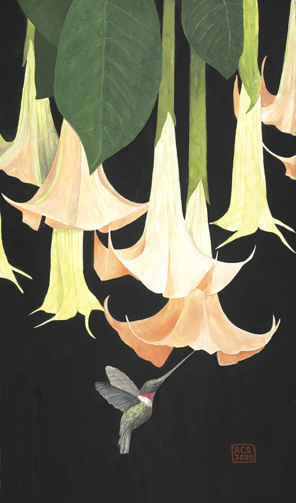 Angel's Trumpet and Red-Throated Hummingbird