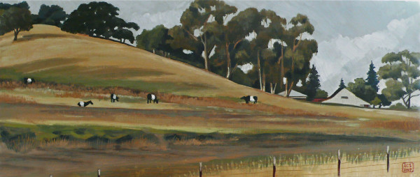 Dutch Belted Cows in Napa