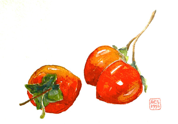 Persimmons on the Stem