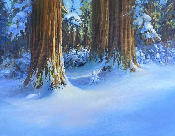 Redwoods in Snow