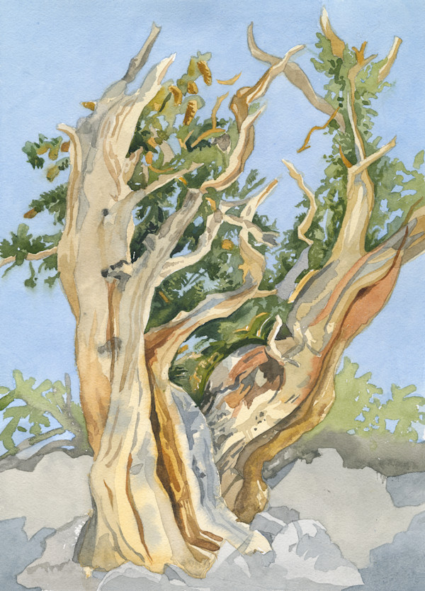 Great Basin Bristlecone