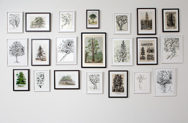 Tree Survey by Meredith Nemirov
