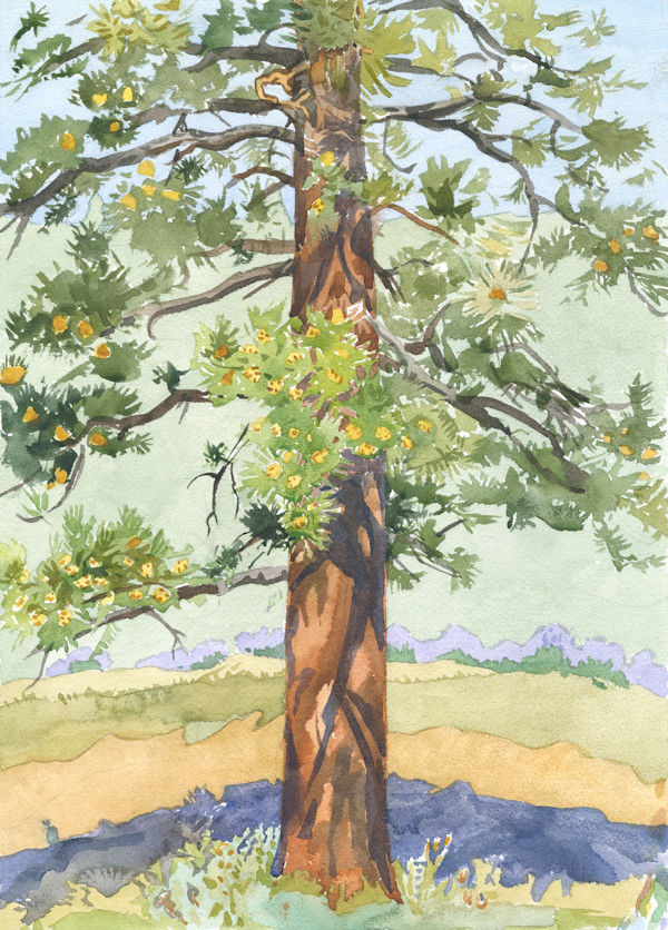 Ponderosa by Meredith Nemirov