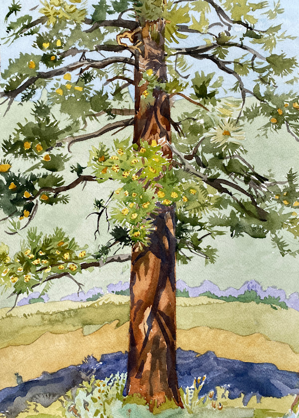 Ponderosa One by Meredith Nemirov