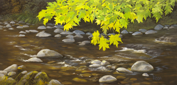 Maple leaves over Molalla River