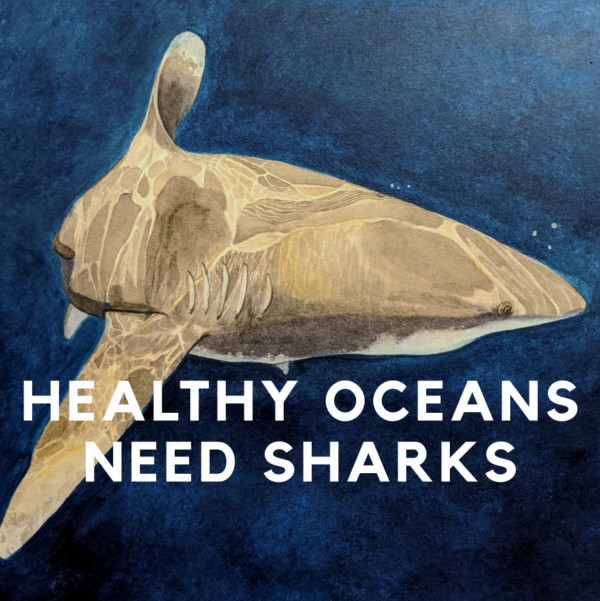 Healthy Oceans Need Sharks