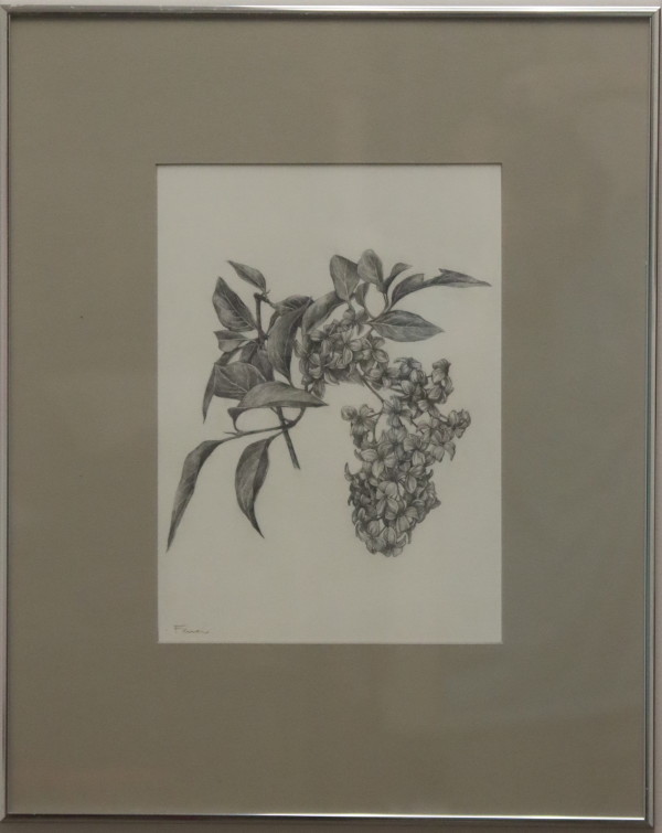 Dogwood by Michelle Farrar