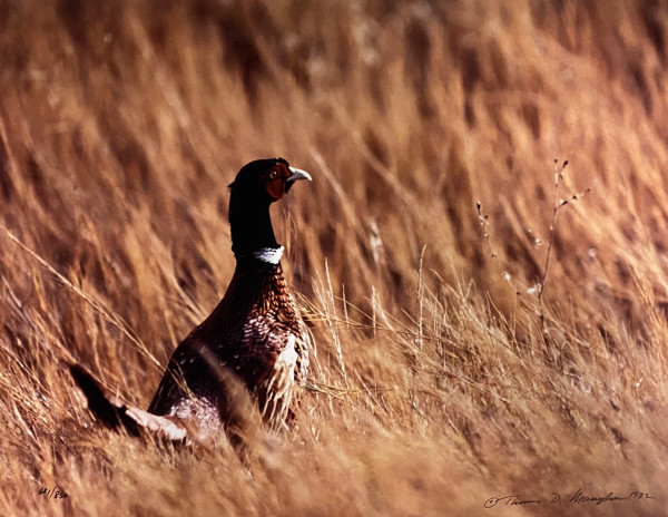 Pheasant by Thomas Mangelsen