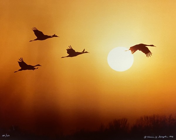 Sandhill Crane Sunset by Thomas Mangelsen