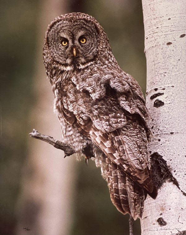 The Owl by Thomas Mangelsen