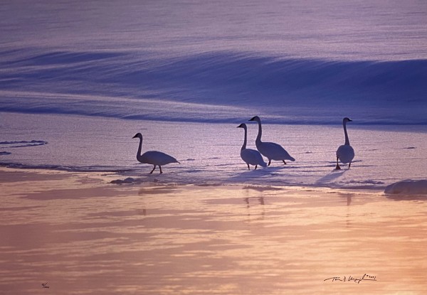 The Big Freeze by Thomas Mangelsen